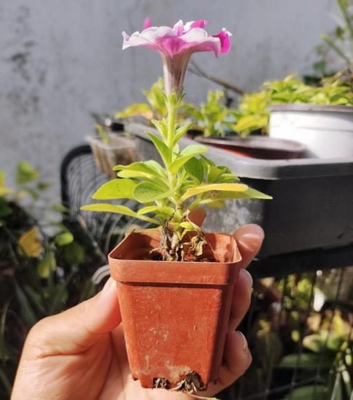 室內養花用合適的盆和土，植物花卉生長存活更輕鬆