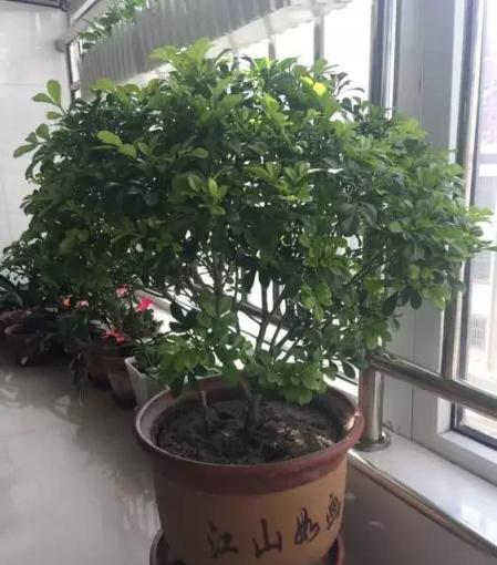 入秋後咔咔剪2刀，花骨朵呼呼冒，越冬前還能再開2茬花！