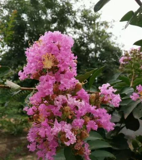 這5種芳香花卉隨便養1盆，家裡常年有花香！比香水強多了！