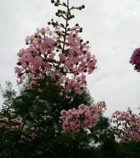 這5種芳香花卉隨便養1盆，家裡常年有花香！比香水強多了！