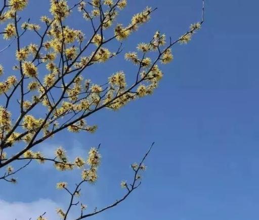 這5種芳香花卉隨便養1盆，家裡常年有花香！比香水強多了！