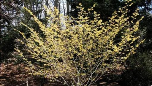 這5種芳香花卉隨便養1盆，家裡常年有花香！比香水強多了！