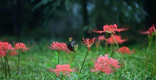 植物筆記：彼岸花（石蒜）集錦，你到底有多少名字和顏色？