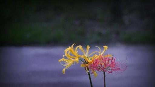 植物筆記：彼岸花（石蒜）集錦，你到底有多少名字和顏色？