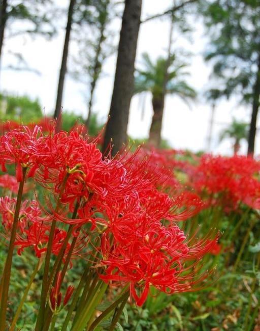 植物筆記：彼岸花（石蒜）集錦，你到底有多少名字和顏色？