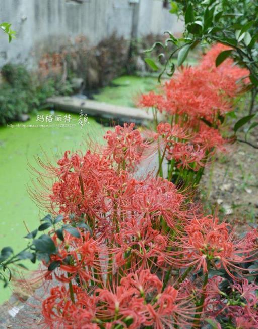 植物筆記：彼岸花（石蒜）集錦，你到底有多少名字和顏色？