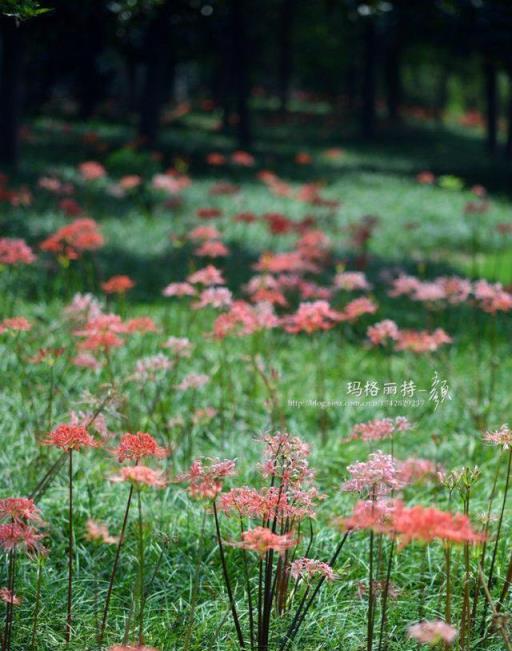 植物筆記：彼岸花（石蒜）集錦，你到底有多少名字和顏色？