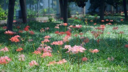 植物筆記：彼岸花（石蒜）集錦，你到底有多少名字和顏色？