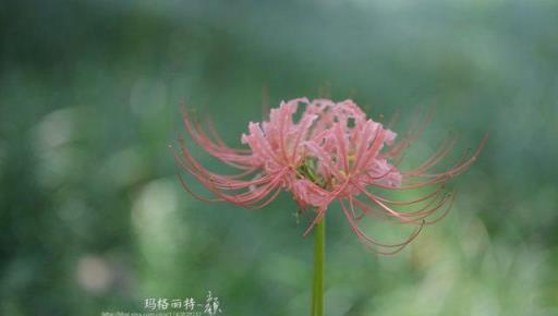 植物筆記：彼岸花（石蒜）集錦，你到底有多少名字和顏色？