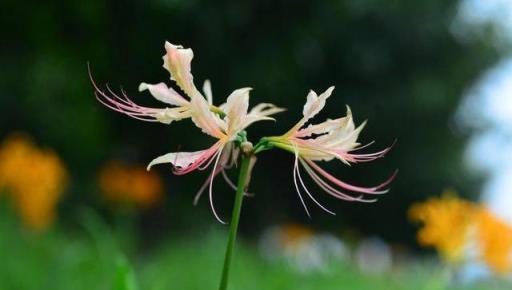 植物筆記：彼岸花（石蒜）集錦，你到底有多少名字和顏色？