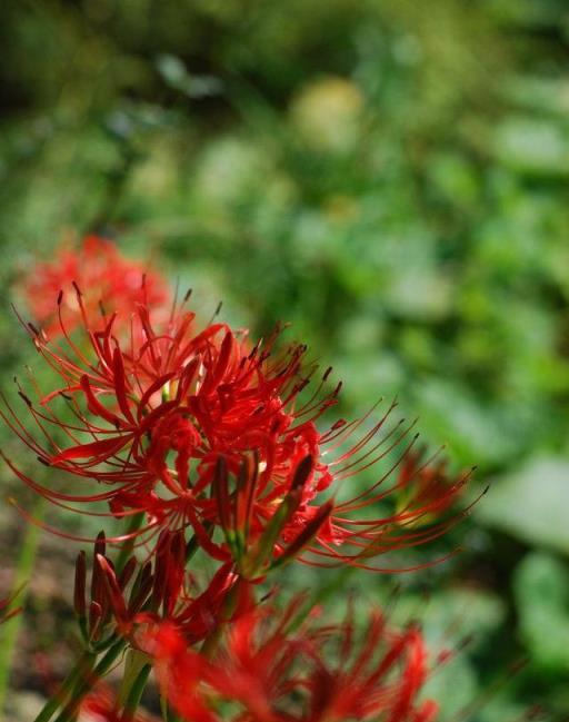 植物筆記：彼岸花（石蒜）集錦，你到底有多少名字和顏色？