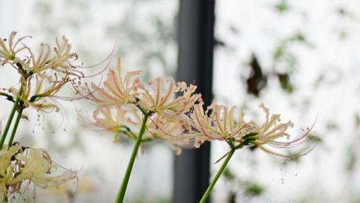 植物筆記：彼岸花（石蒜）集錦，你到底有多少名字和顏色？