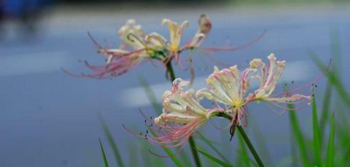 植物筆記：彼岸花（石蒜）集錦，你到底有多少名字和顏色？