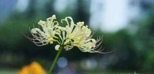 植物筆記：彼岸花（石蒜）集錦，你到底有多少名字和顏色？