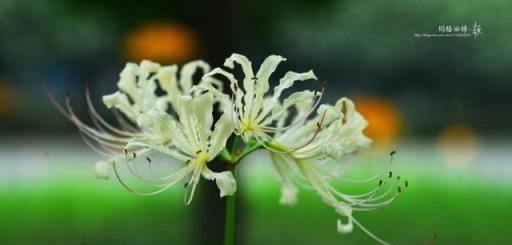 植物筆記：彼岸花（石蒜）集錦，你到底有多少名字和顏色？