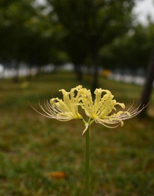 植物筆記：彼岸花（石蒜）集錦，你到底有多少名字和顏色？