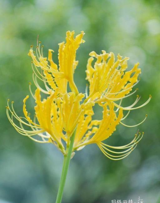 植物筆記：彼岸花（石蒜）集錦，你到底有多少名字和顏色？