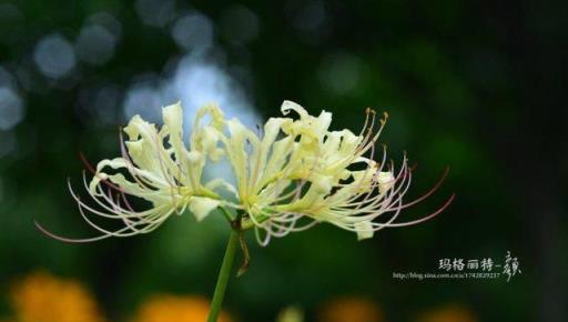 植物筆記：彼岸花（石蒜）集錦，你到底有多少名字和顏色？