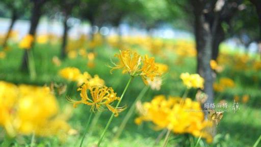 植物筆記：彼岸花（石蒜）集錦，你到底有多少名字和顏色？