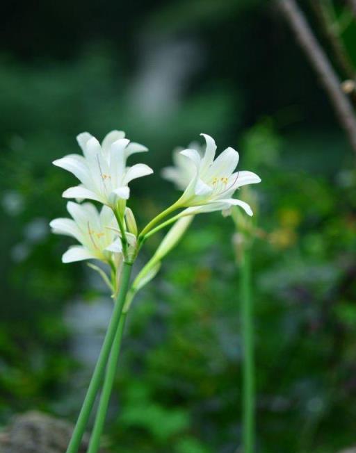 植物筆記：彼岸花（石蒜）集錦，你到底有多少名字和顏色？