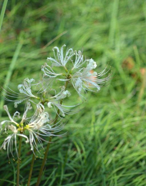 植物筆記：彼岸花（石蒜）集錦，你到底有多少名字和顏色？