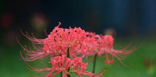 植物筆記：彼岸花（石蒜）集錦，你到底有多少名字和顏色？