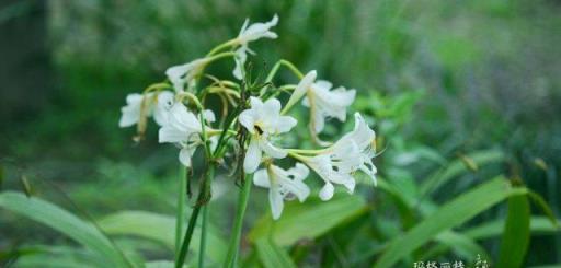 植物筆記：彼岸花（石蒜）集錦，你到底有多少名字和顏色？