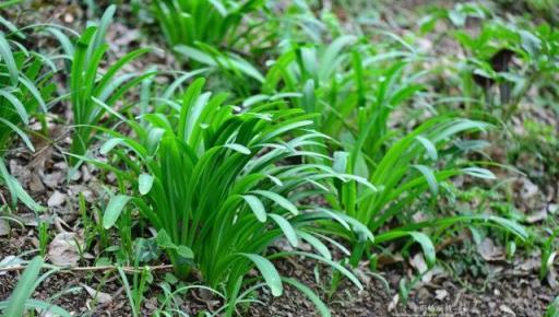 植物筆記：彼岸花（石蒜）集錦，你到底有多少名字和顏色？