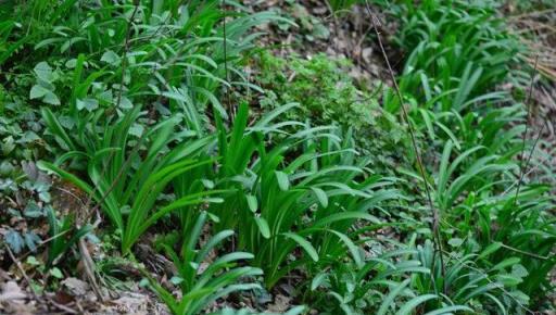 植物筆記：彼岸花（石蒜）集錦，你到底有多少名字和顏色？