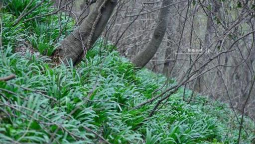 植物筆記：彼岸花（石蒜）集錦，你到底有多少名字和顏色？