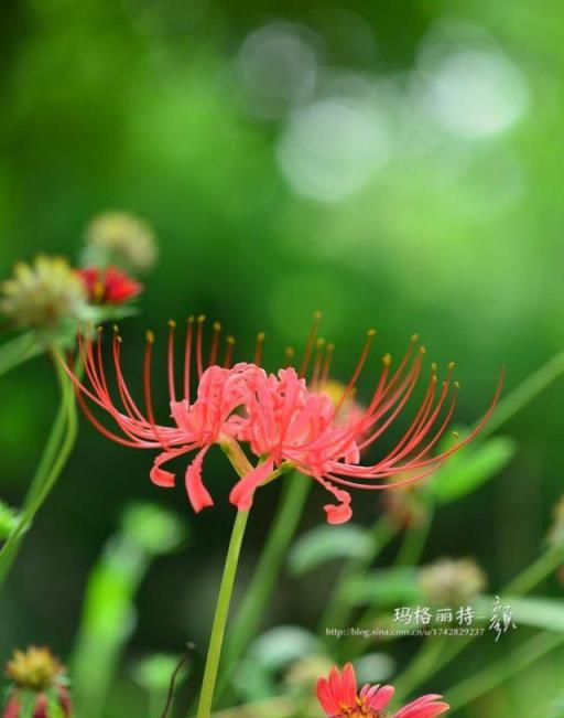 植物筆記：彼岸花（石蒜）集錦，你到底有多少名字和顏色？