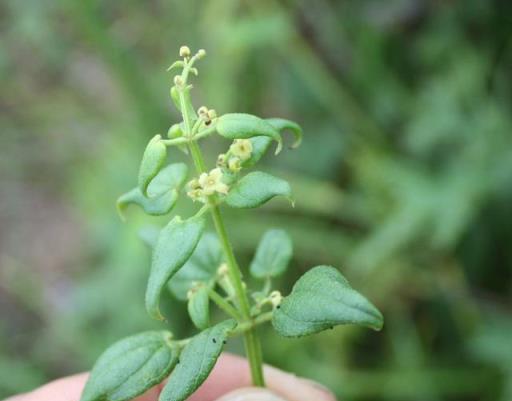 農村植物，茜草攀援在其它植物上，農民老大爺說當今一斤賣25元了