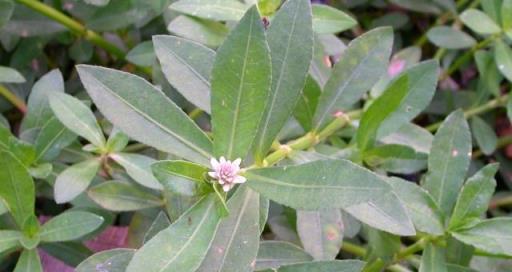 農村植物，喜旱蓮子草在田裡農民當害草，當今價值卻如此珍貴