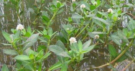 農村植物，喜旱蓮子草在田裡農民當害草，當今價值卻如此珍貴