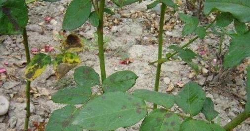 花園植物病蟲害防治妙招，不知道就晚了