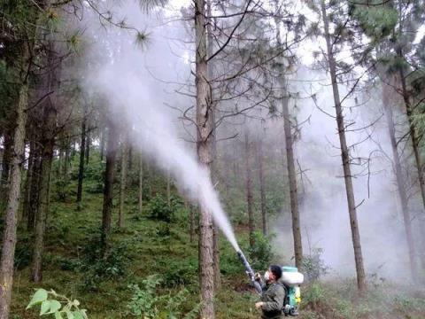 花園植物病蟲害防治妙招，不知道就晚了