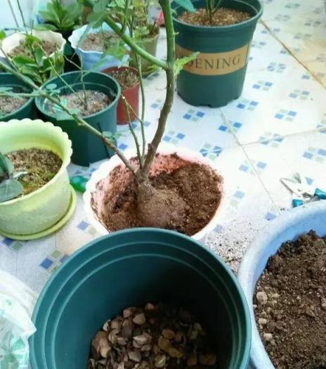 花總是爛根死？盆裡撒點小東西，能活10年！