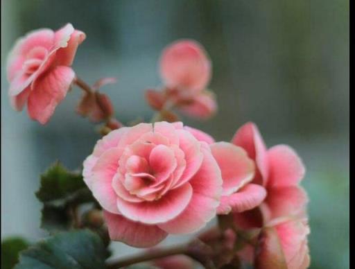 麗格海棠：花朵碩大、花姿嬌豔的麗格海棠，管理方法