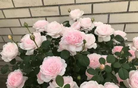 花總是爛根死？盆裡撒點小東西，能活10年！