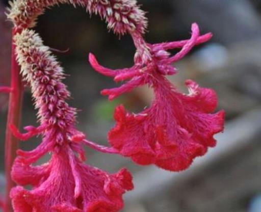 雞冠花：絕世美豔的雞冠花，超簡單的管理方法