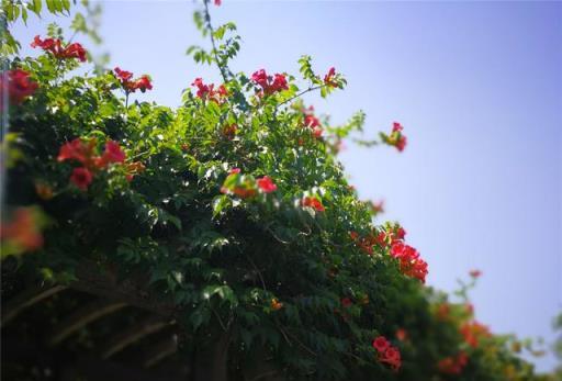 凌霄花為什麼不開花？凌霄花種植多上年才能開花，帶你瞭解凌霄花