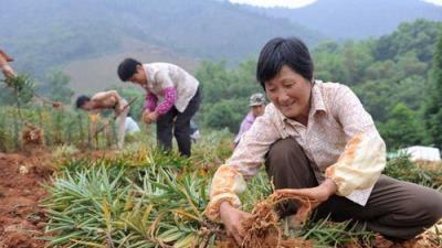 地裡這種害草，七八十年代天天吃，如今成搖錢樹