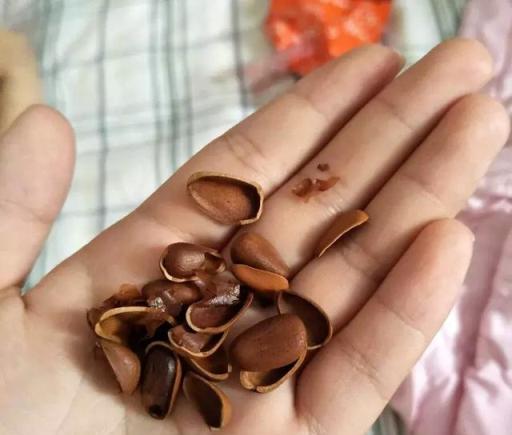 花總是爛根死？盆裡撒點小東西，能活10年！