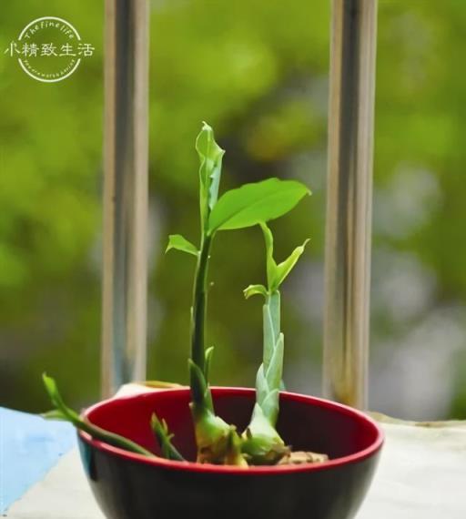 養膩了黃金葛和滴水觀音？那換換口味來養這6種菜根，效果一點不差