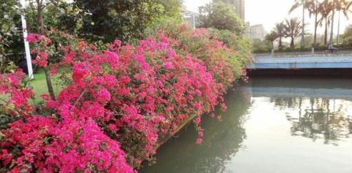 寒風中奼紫嫣紅的葉子花，爭奇鬥豔美霸天下，快來看看吧