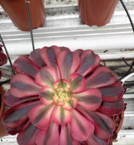 美杜莎法師，多肉植物多肉法師的起源探析-imomo植物識別