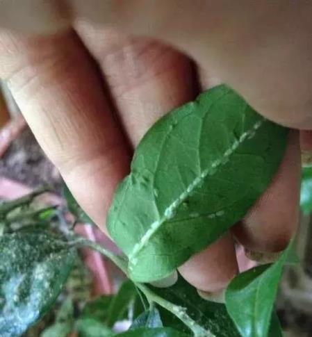 風油精花露水，兌點水澆花，蟲子跑沒影，開花特別猛！