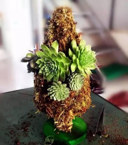 用多肉植物做出的聖誕樹會是什麼樣呢