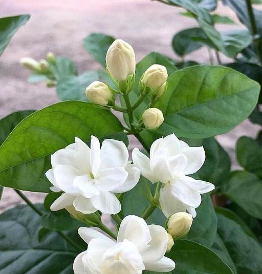 茉莉花過冬這麼養，盆裡放一點它，嫩葉蹭蹭長，開花爆盆漂亮芳香