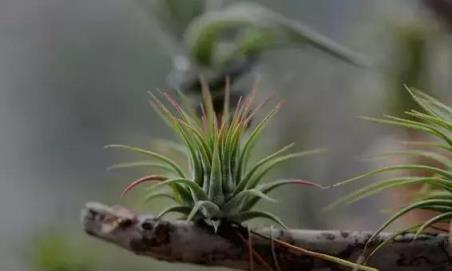 花藝界六大「文藝植物」，很美、很美……